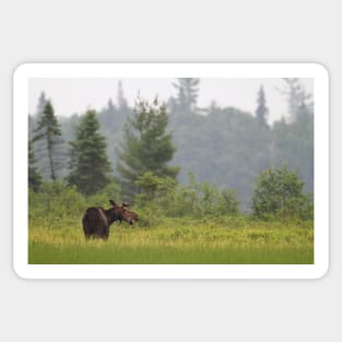 Grassy marsh moose - Algonquin Park, Canada Sticker